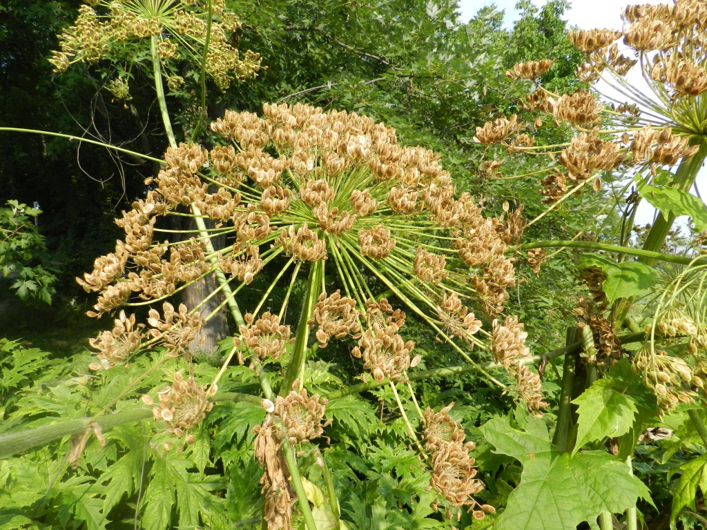 The photo is of a mature giant hogweed flower that has produced seed.  
